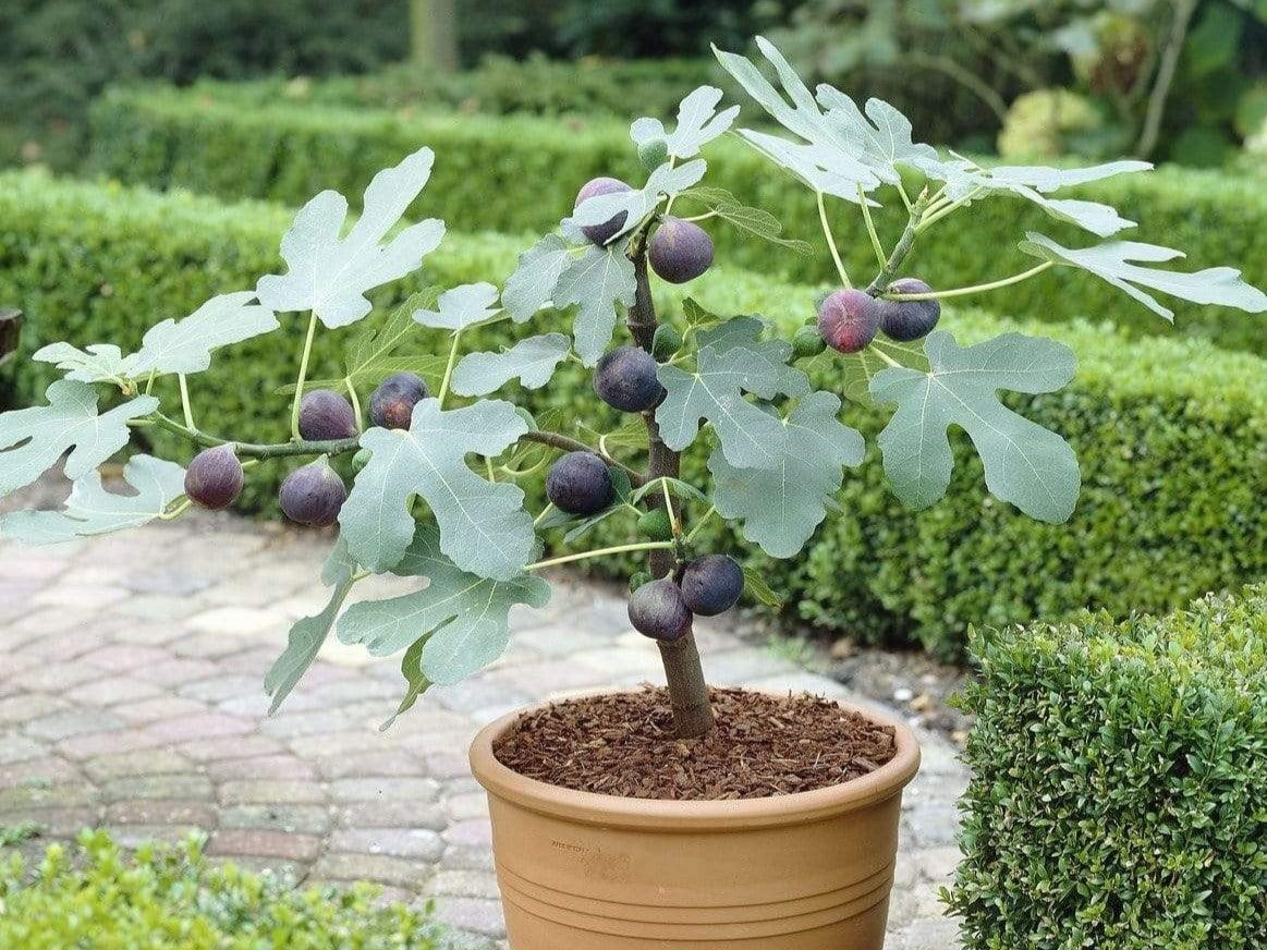 potted fig tree