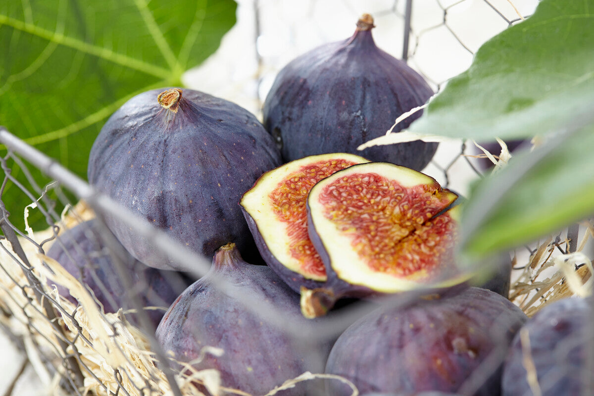 brown turkey figs