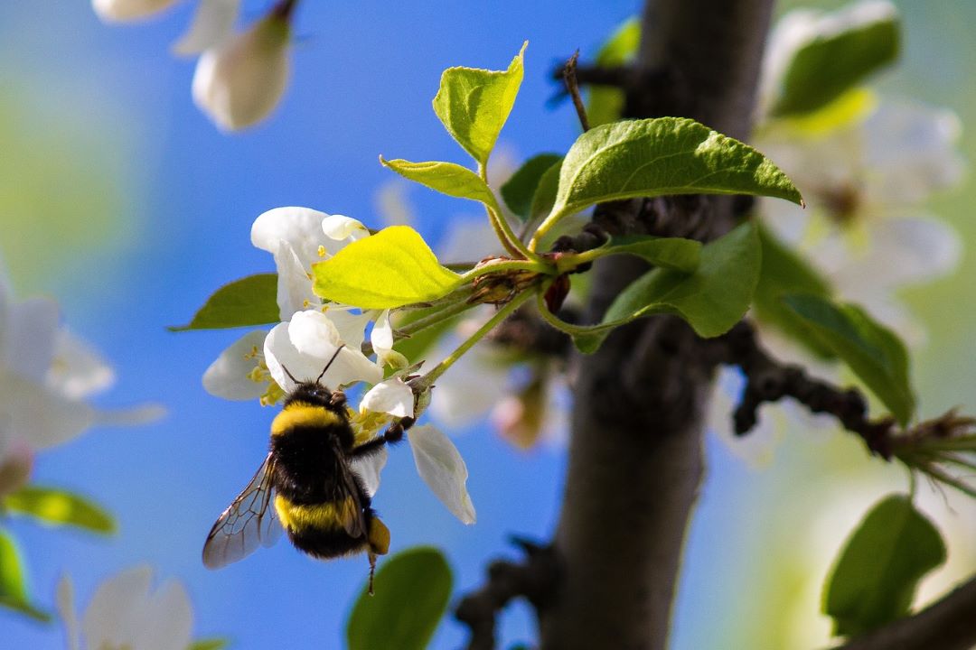 bumble bee in blossom