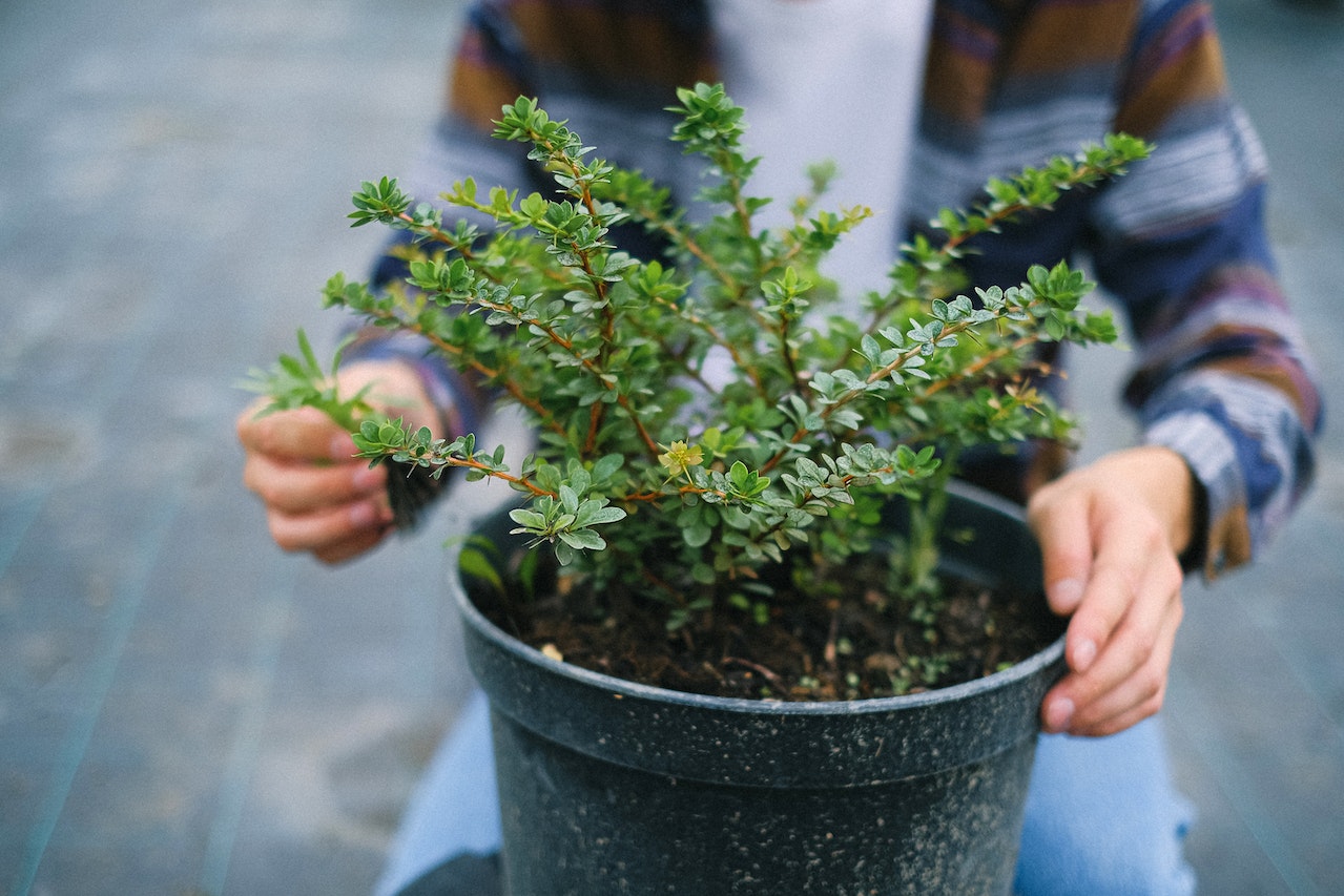 bush being pruned