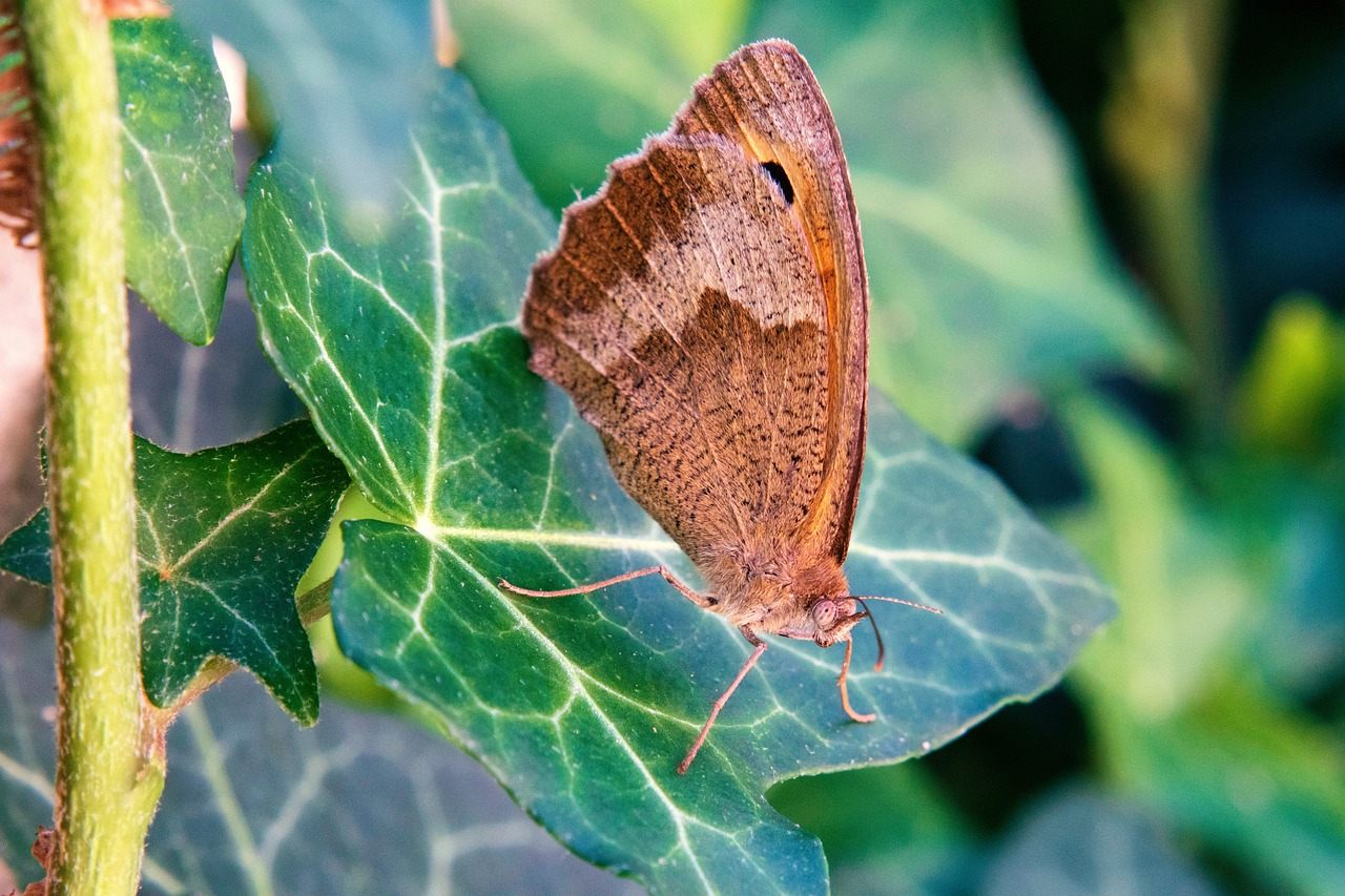 butterfly on ivy