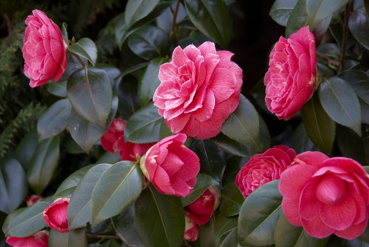 camellia japonica