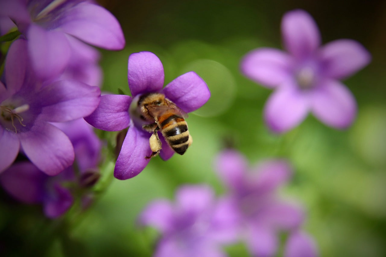 bee on campanula