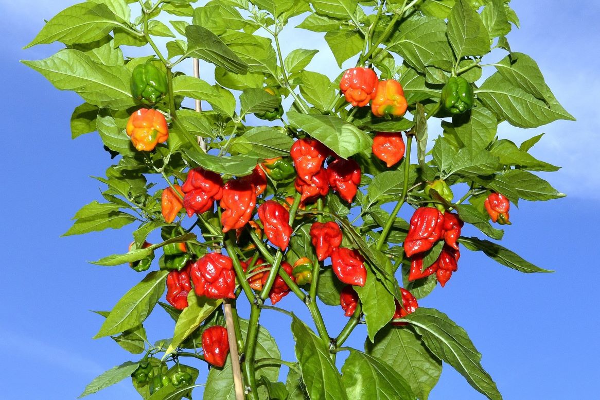 carolina reaper