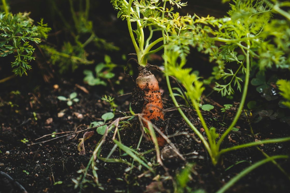 carrot in ground