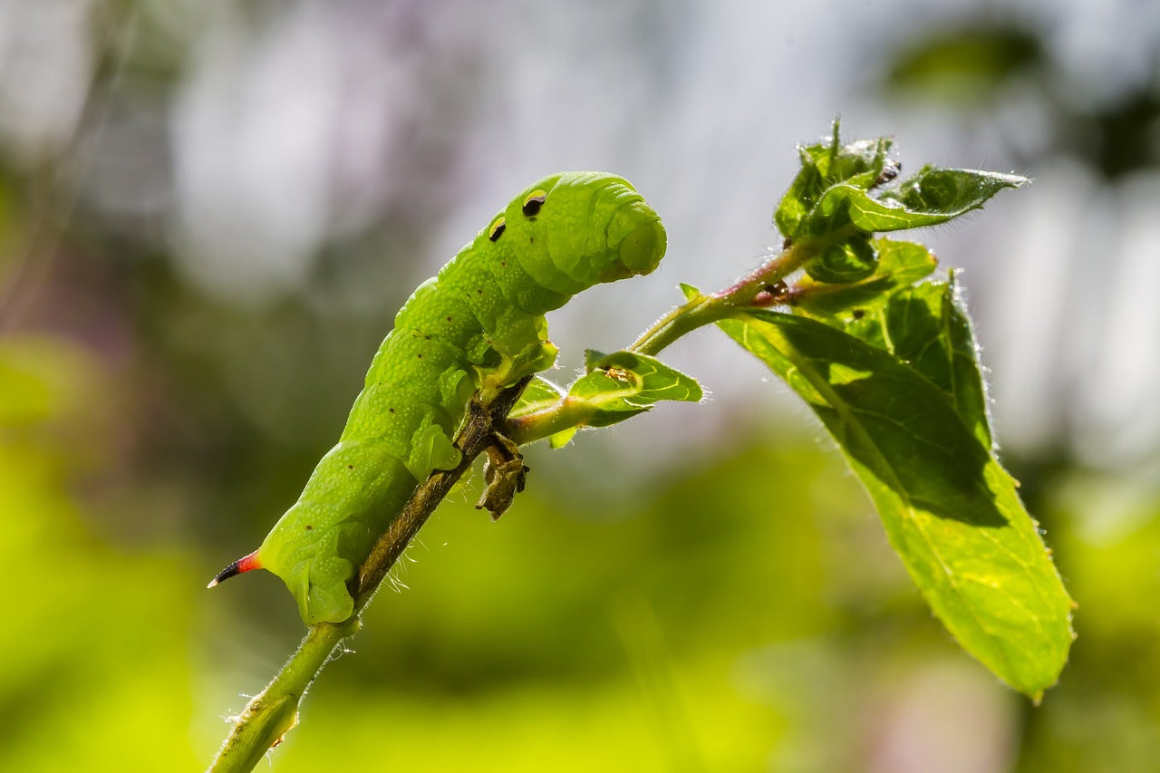 caterpillar