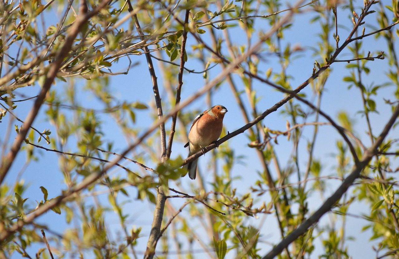chaffinch in hedge