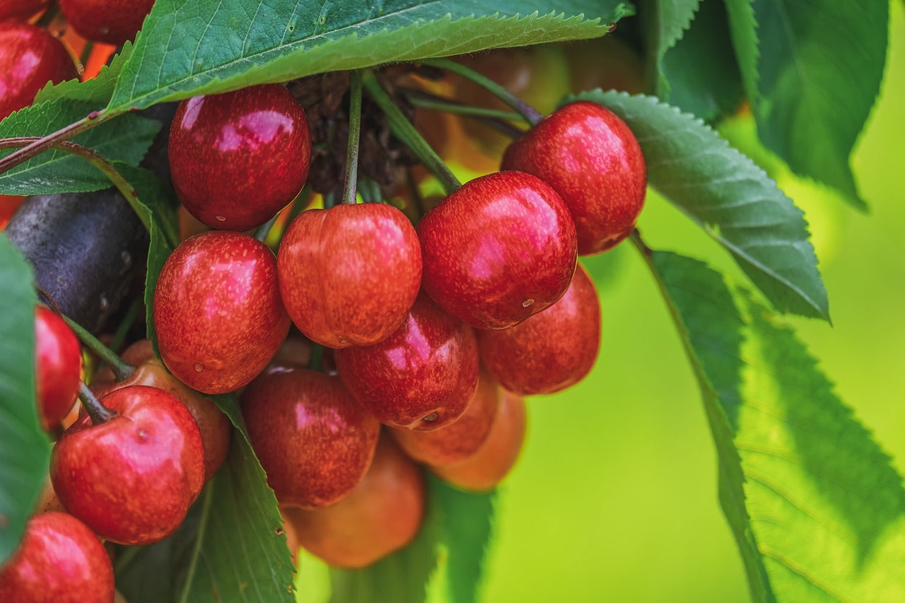 10 Fruit Trees For Pots & Containers