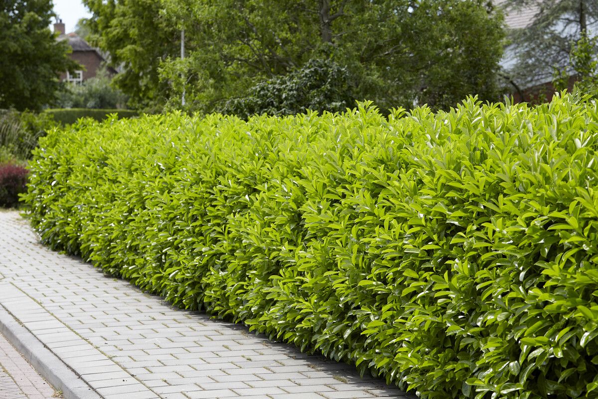 cherry laurel hedge