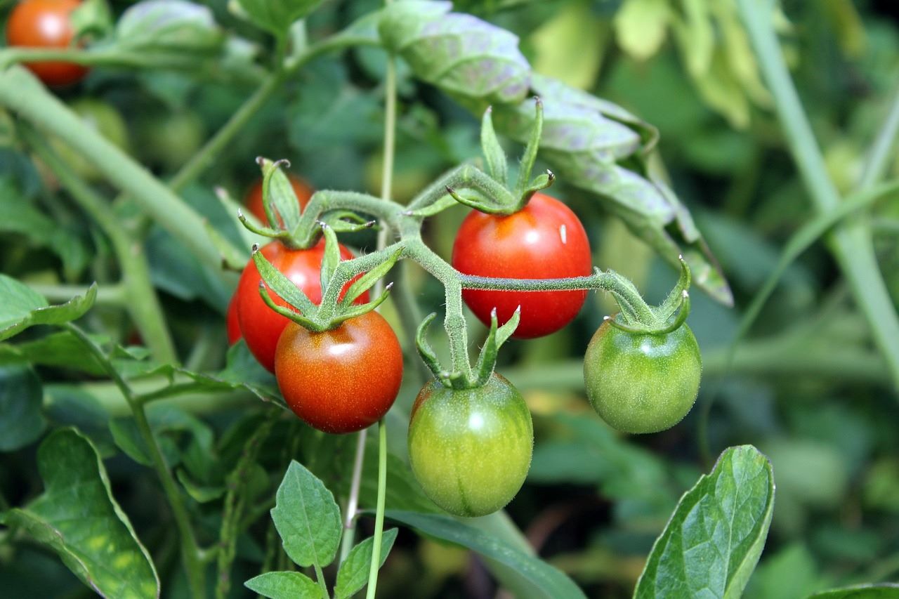 cherry tomato plant