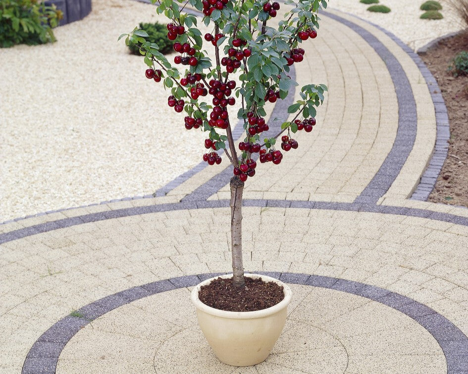 cherry tree in a pot