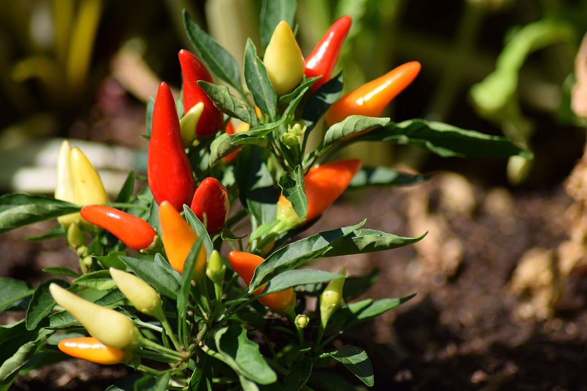 chilli plant