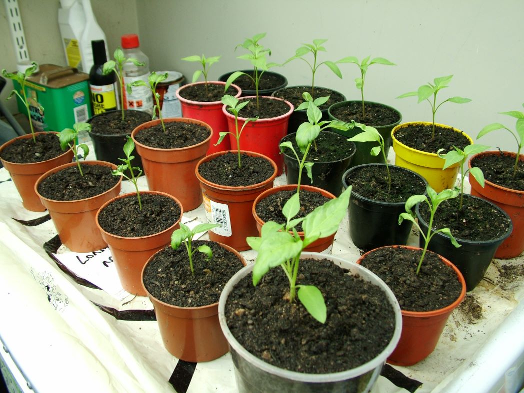 chilli seedlings