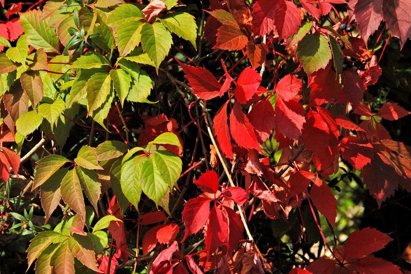 chinese virginia creeper