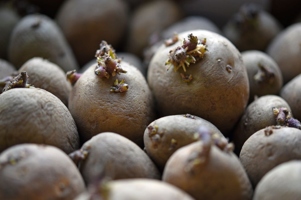 chitting potatoes