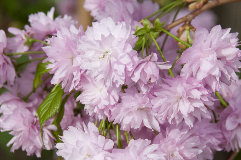 chrysanthemum flowers