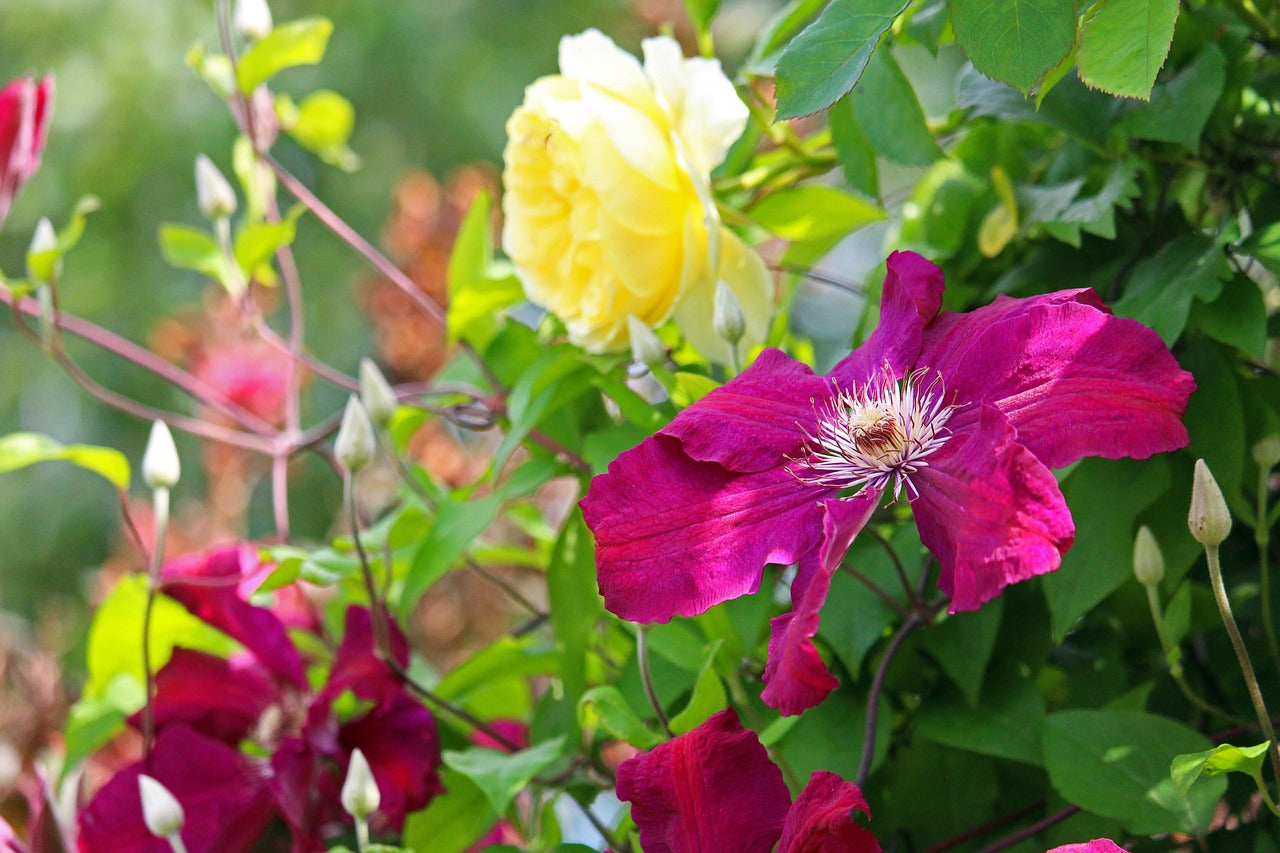 clematis and rose