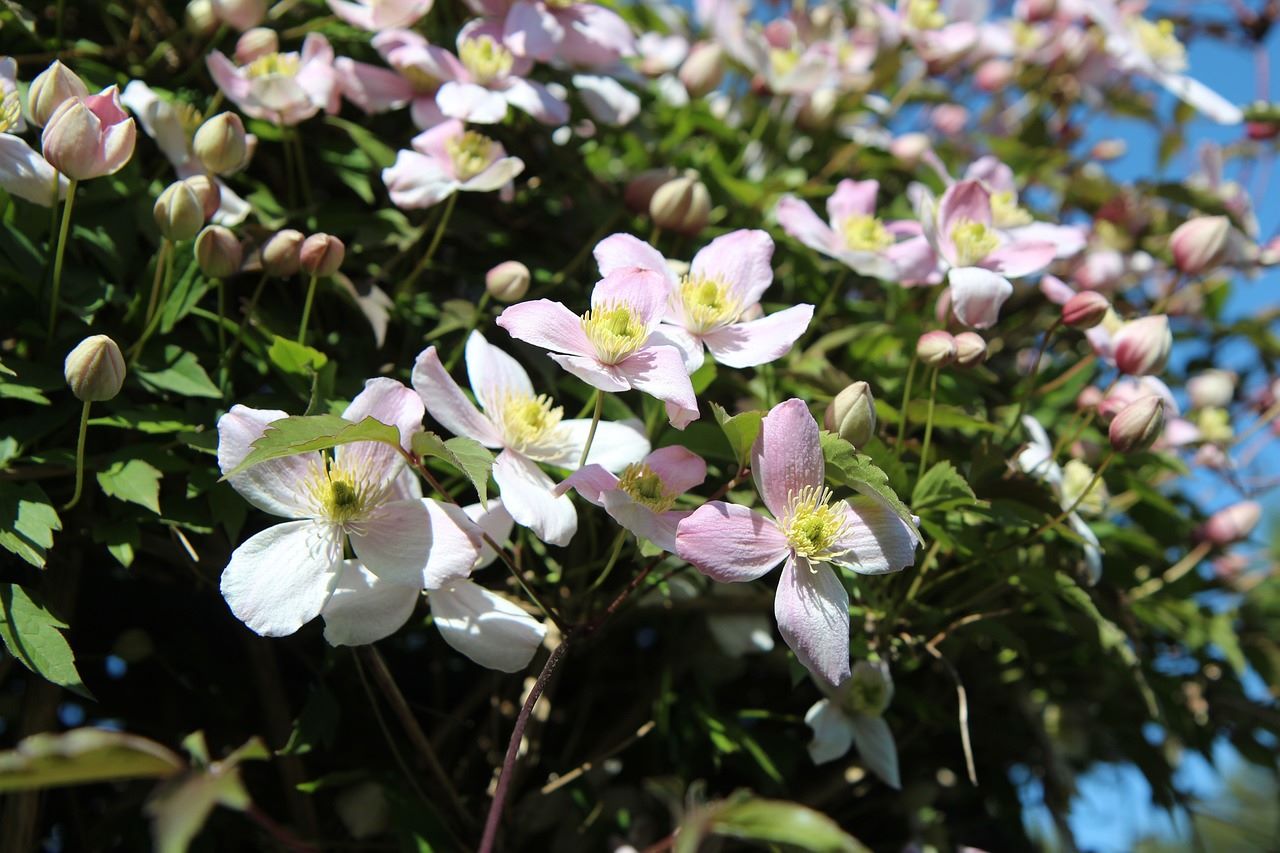 clematis montana