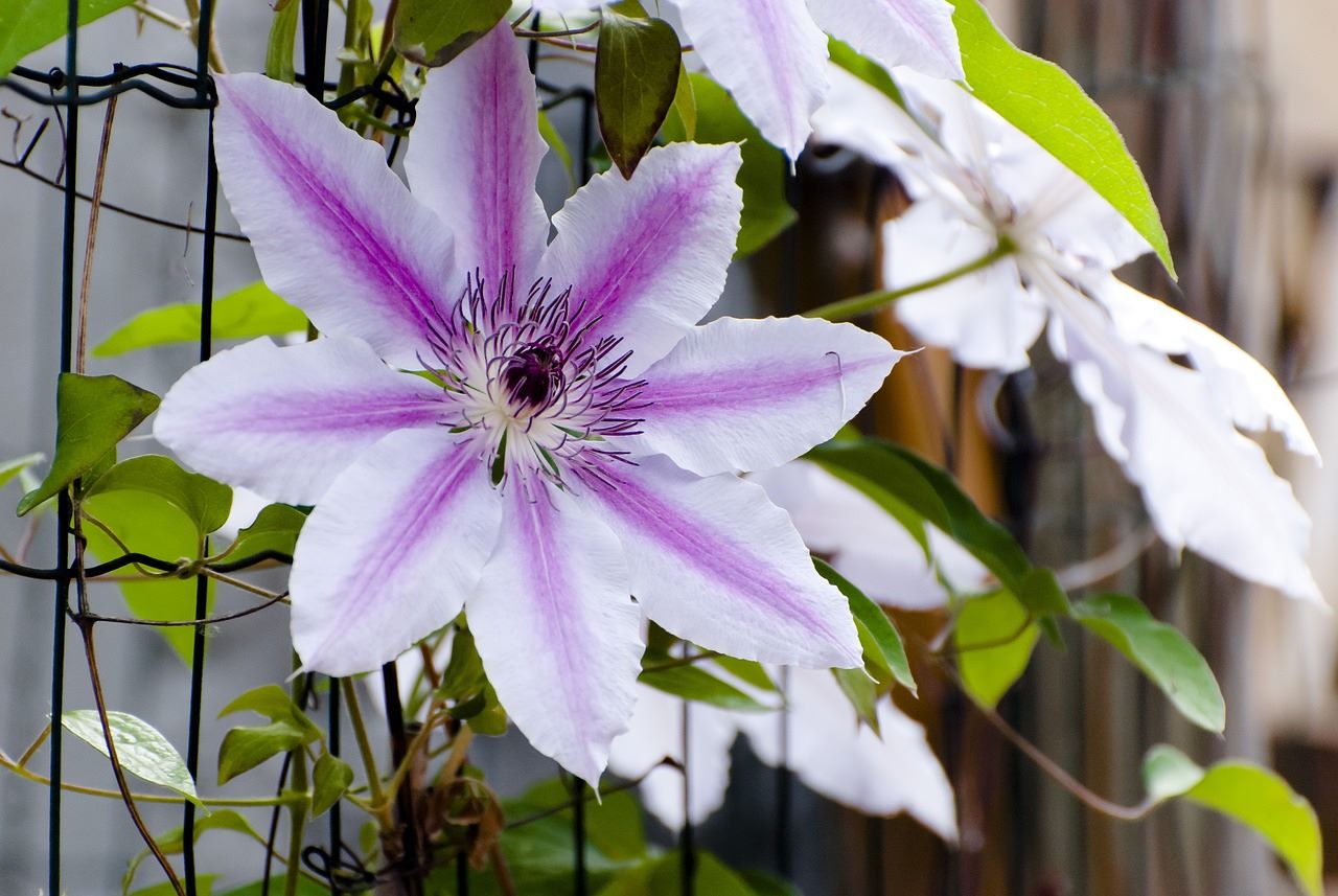 clematis nelly moser