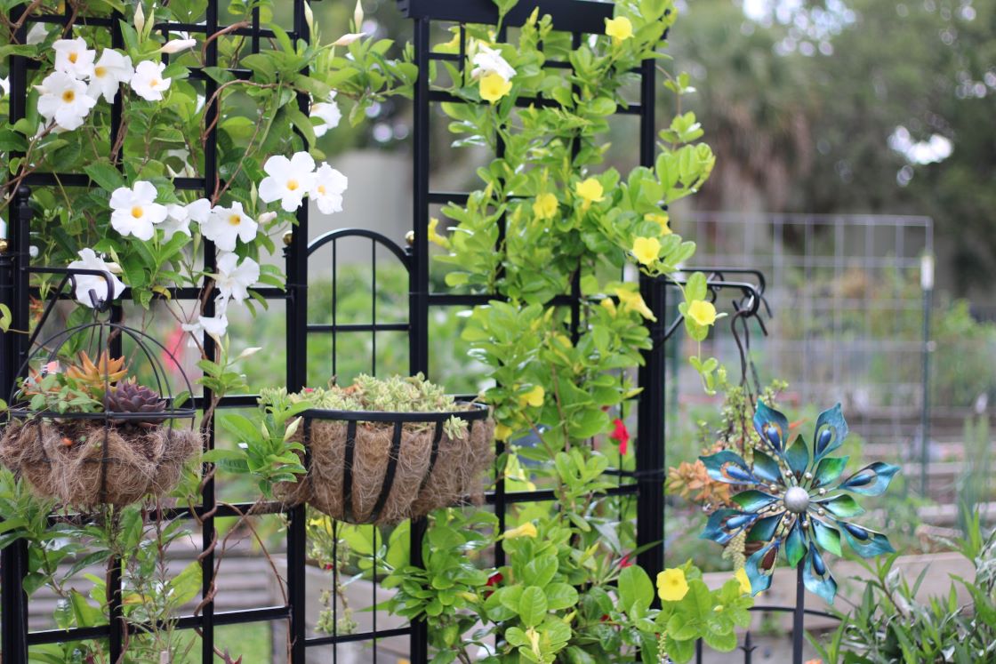 climbers on trellis