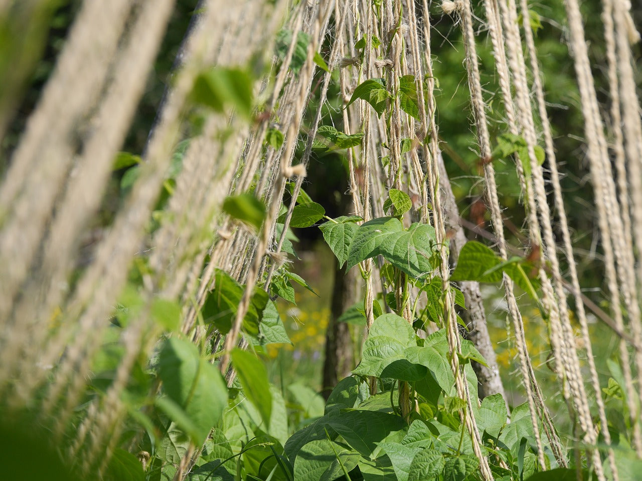 supported climbing beans