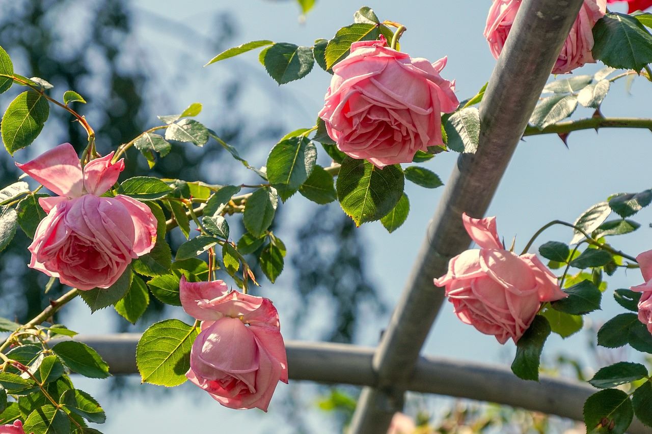 pruning climbing rose