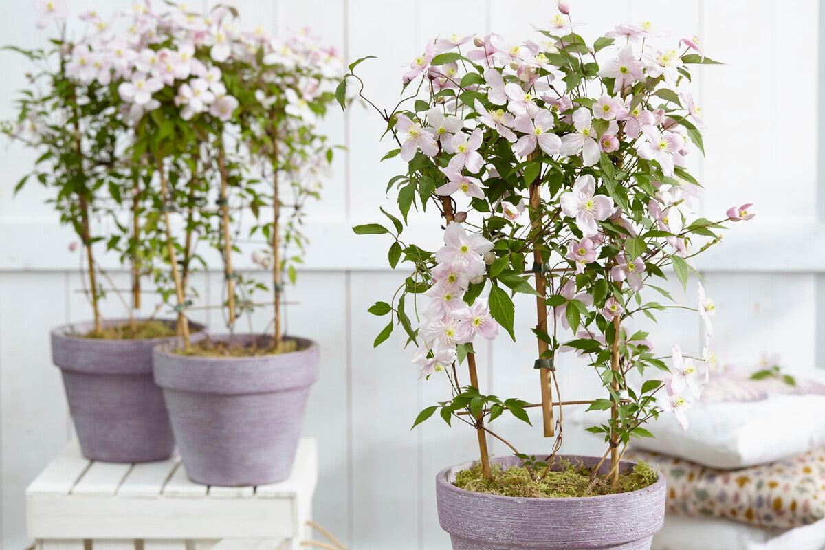 climbing plants in pots