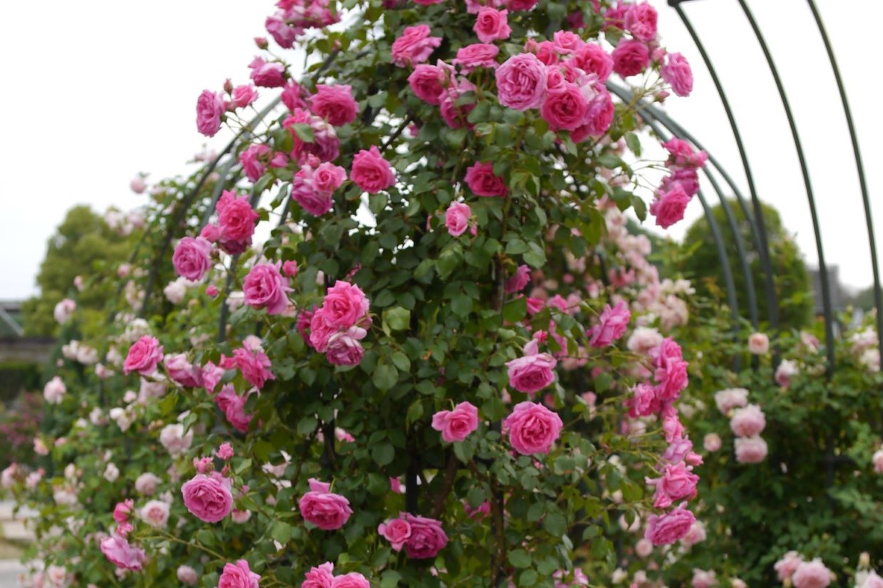 climbing rose parade