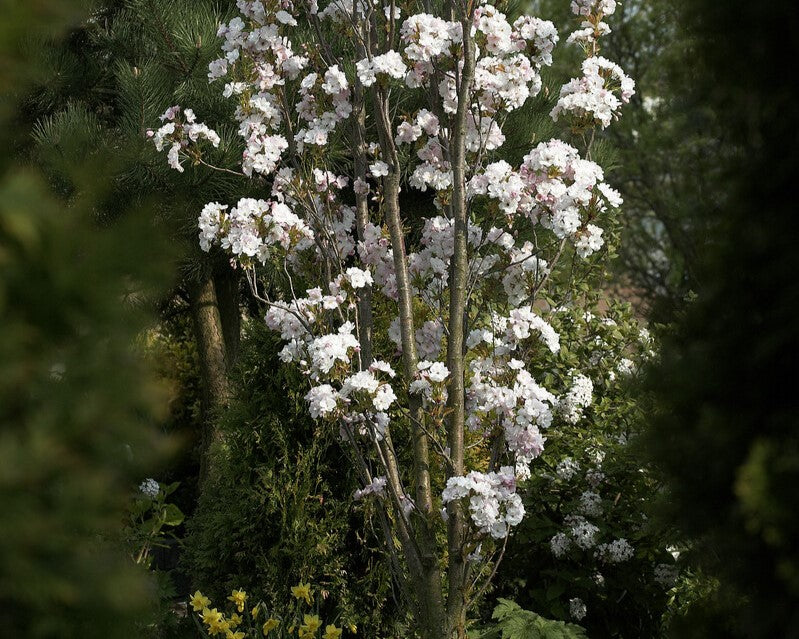 columnar cherry tree