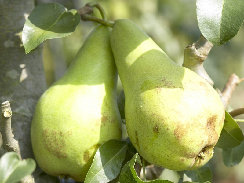 concorde pear