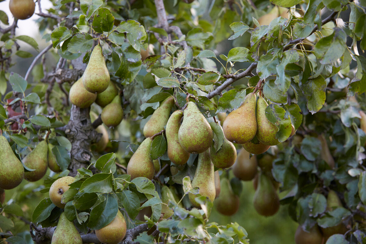 conference pear