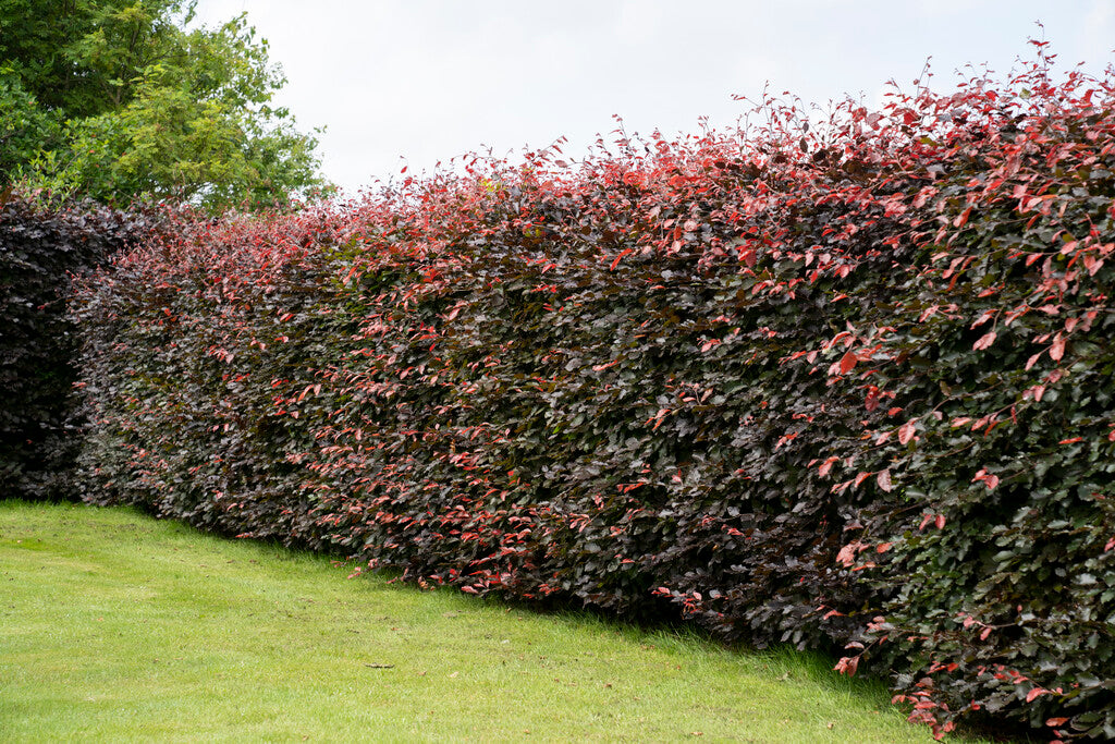 copper beech hedge