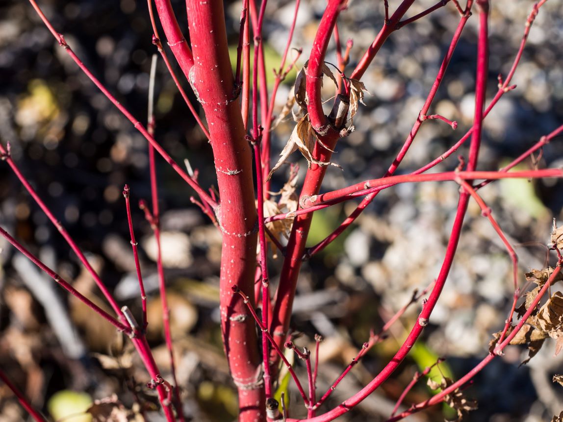 coral bark acer