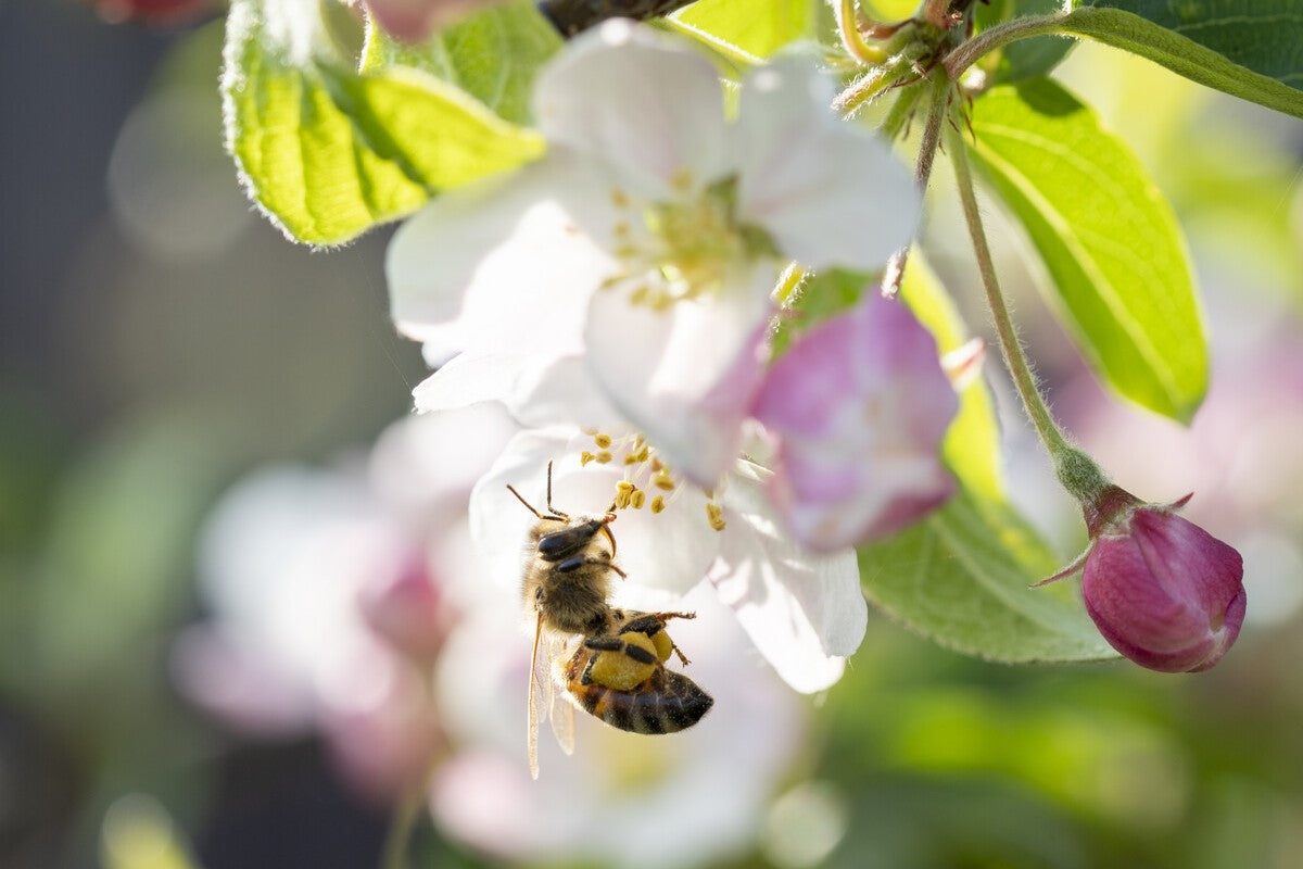 bee on crabapple