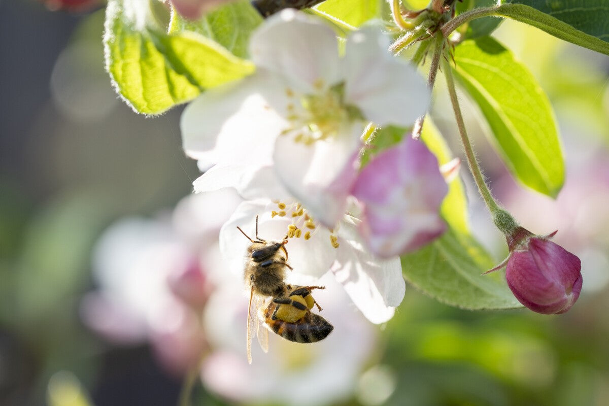 crabapple bee