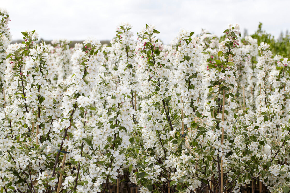 crabapple hedge