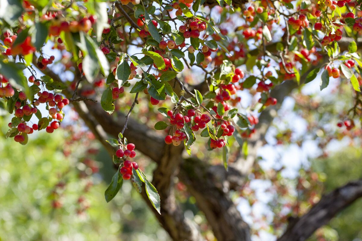 crabapple tree