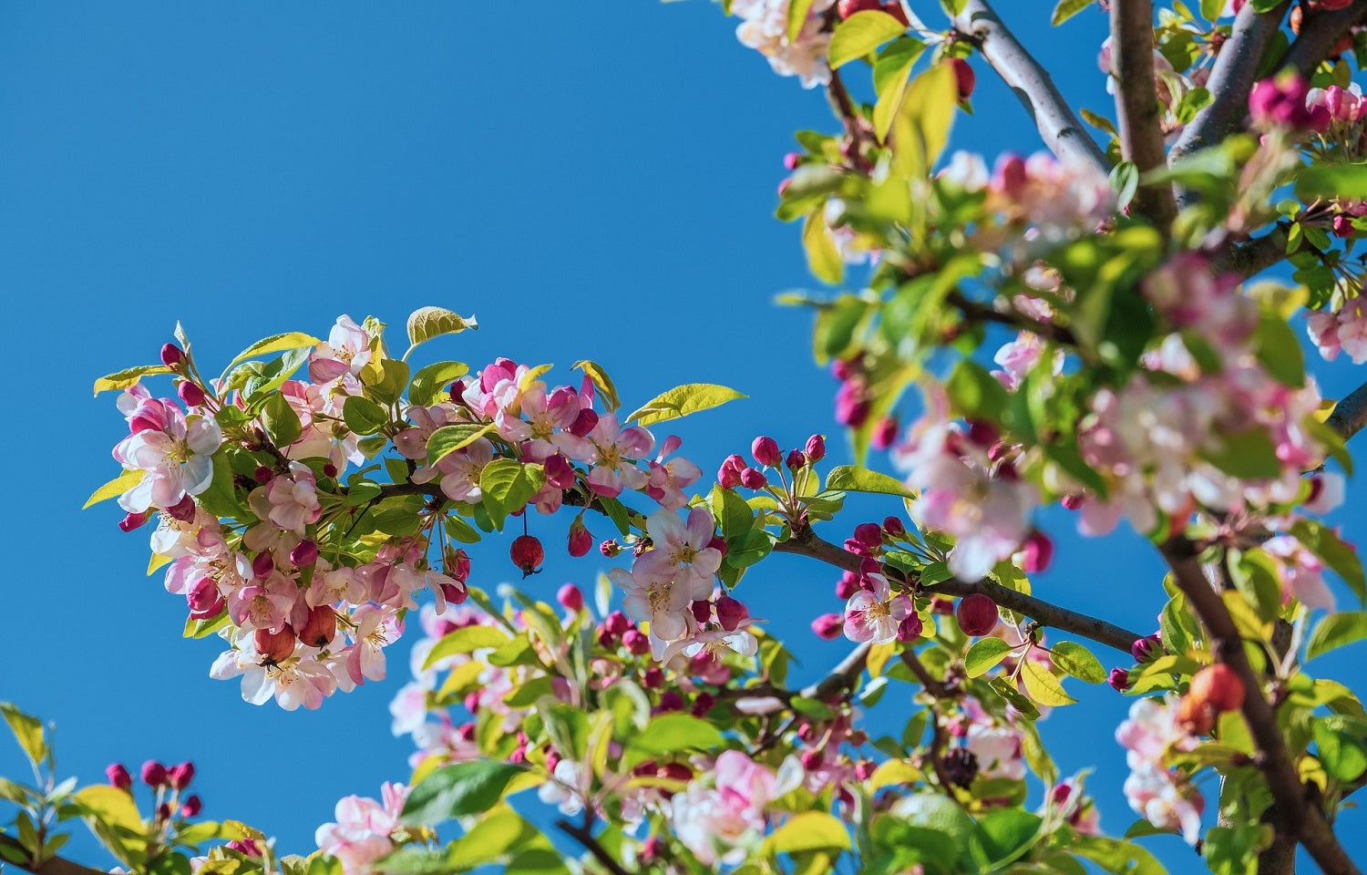 crabapple tree blossom