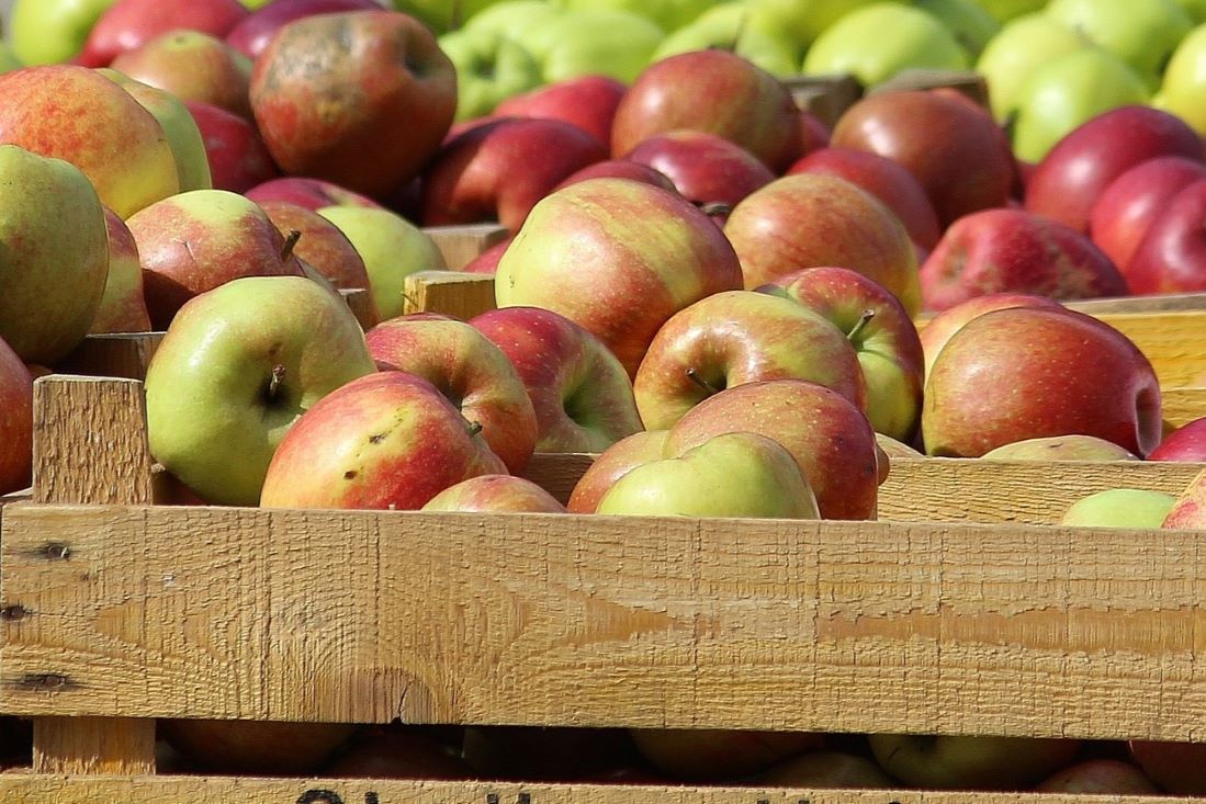 apple harvest