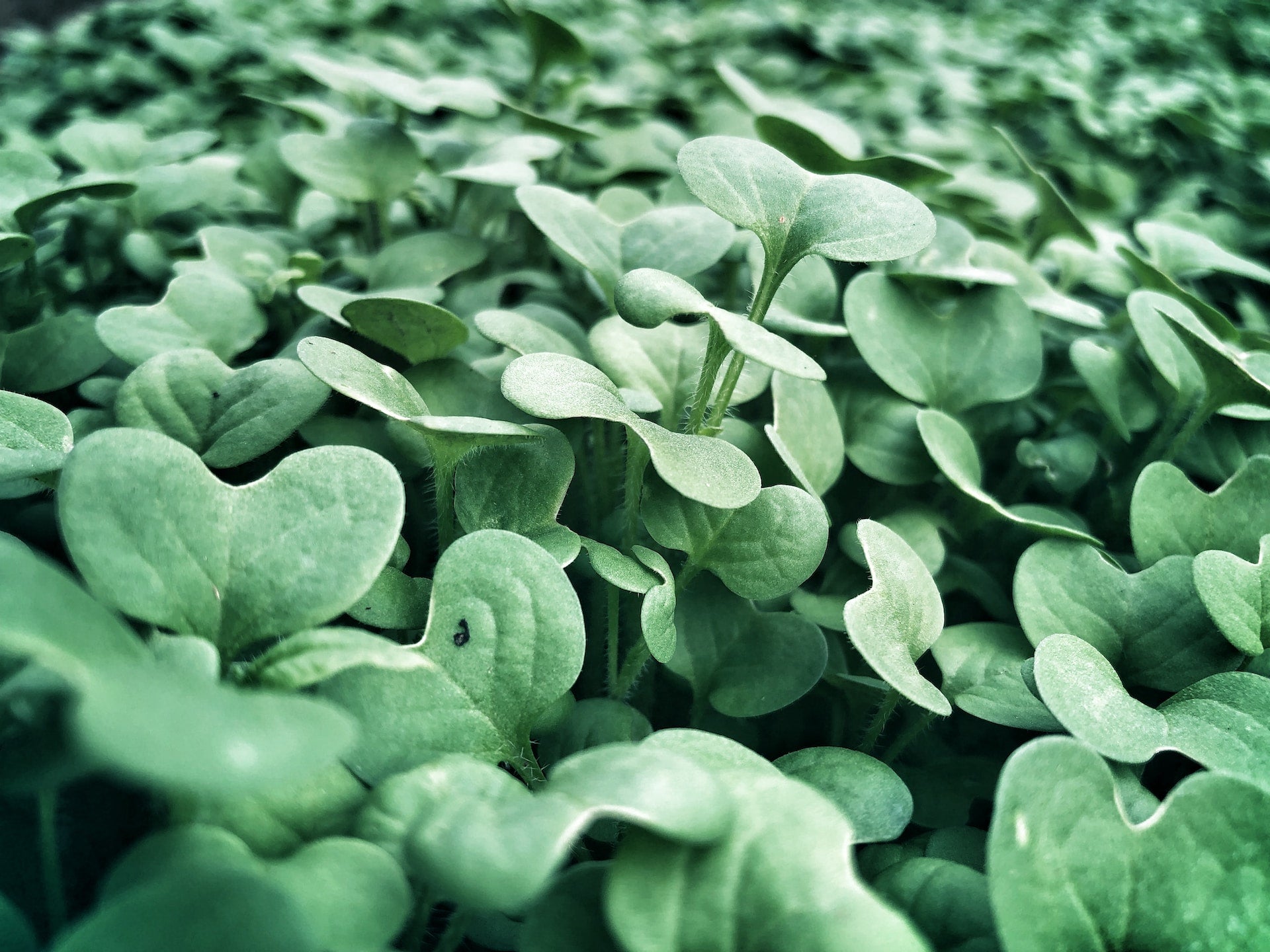 Vegetables to Plant in Autumn