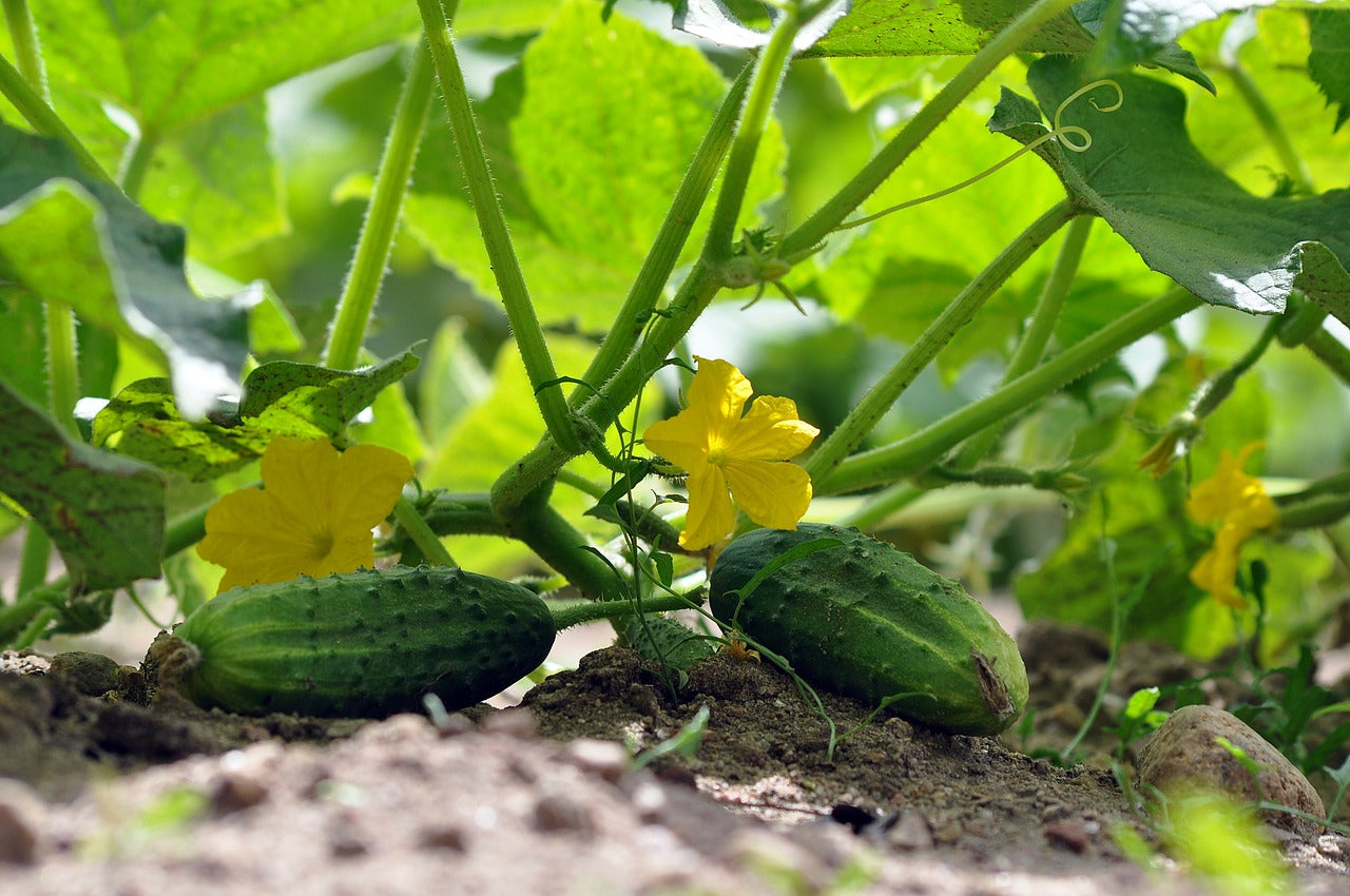 cucumber plants