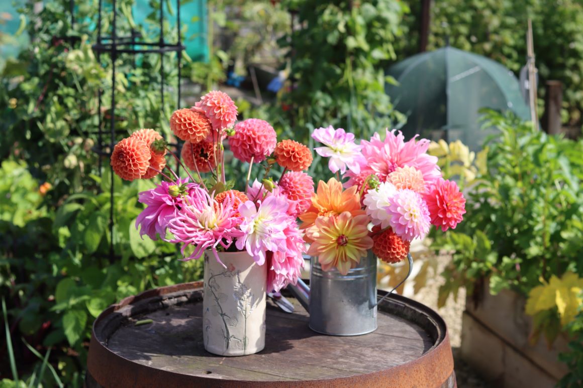 cut dahlias