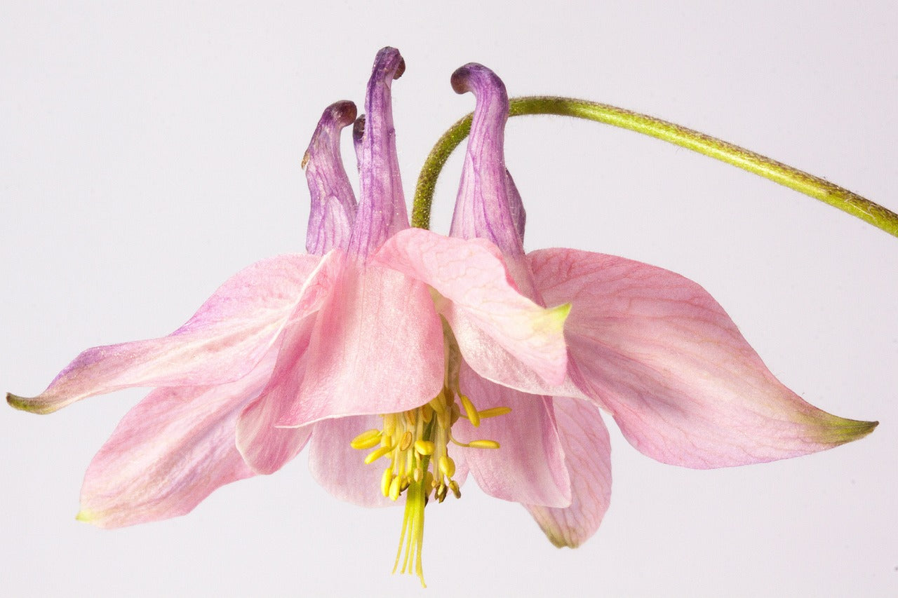 Everything you need to know about Aquilegias