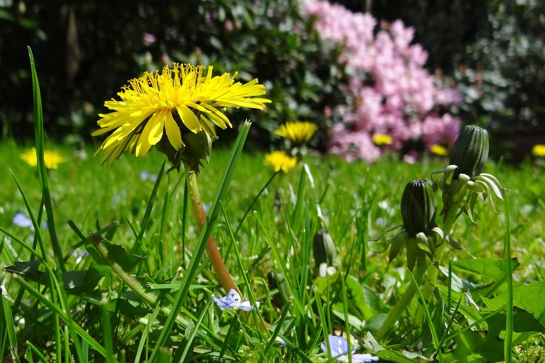 dandelion