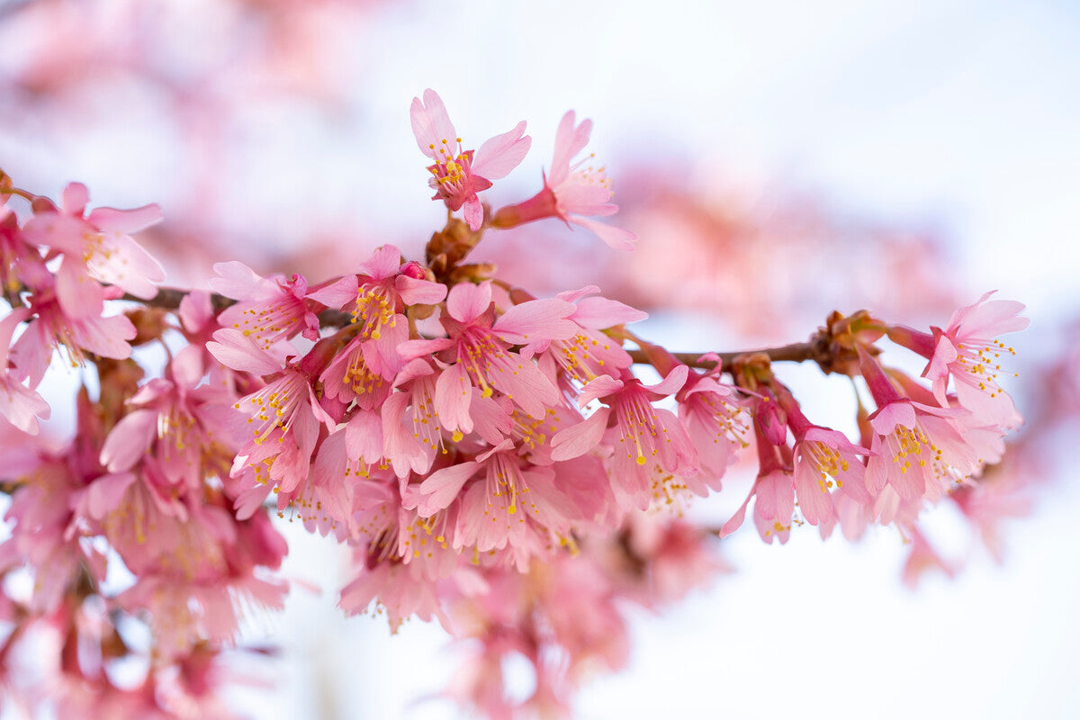 dark pink cherry blossom