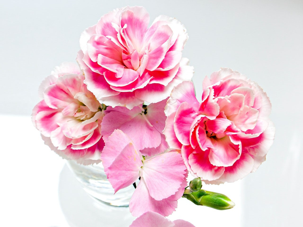 dianthus in vase