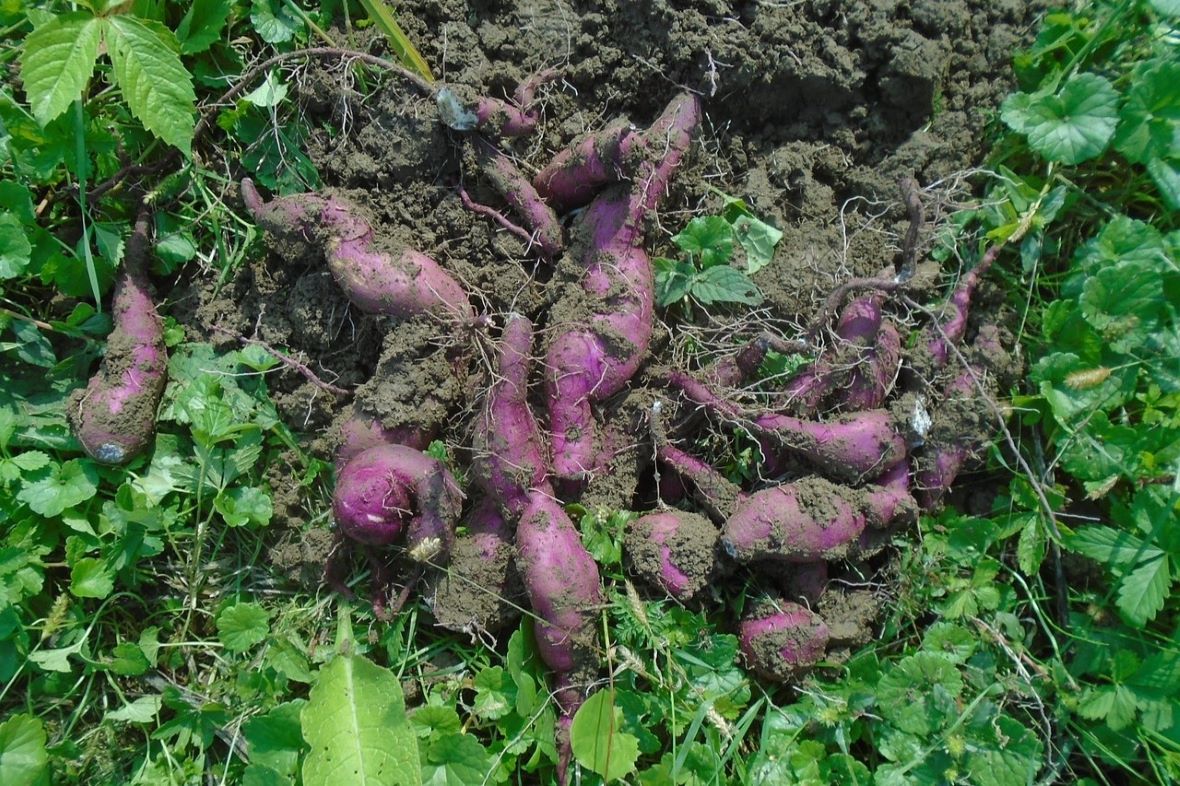 digging up sweet potatoes