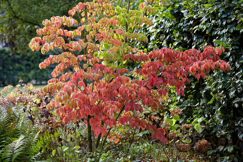 dogwood in autumn