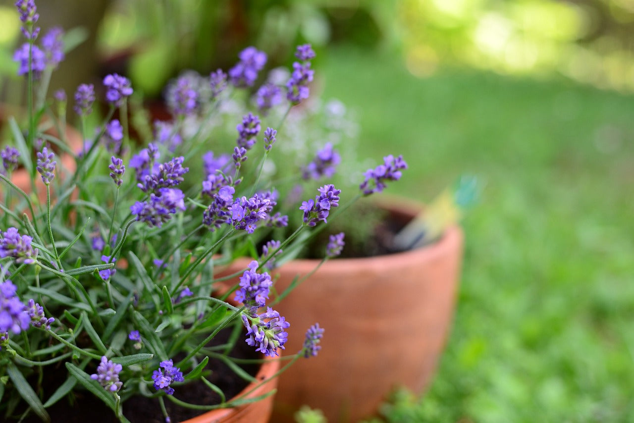 10 Fresh Planting Ideas for Lavender