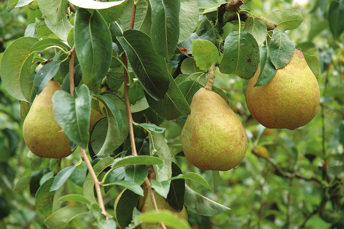 doyenne du comice pear